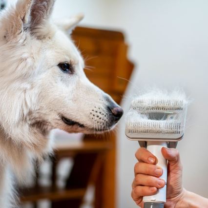TESLA Electronics PetCare - Set za njegu krzna kućnih ljubimaca 300W/230V