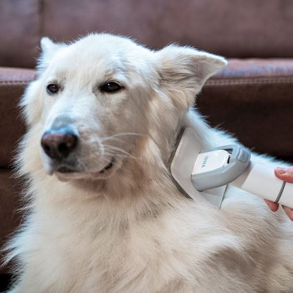 TESLA Electronics PetCare - Set za njegu krzna kućnih ljubimaca 300W/230V